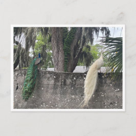 Postal Pavos reales sueltos