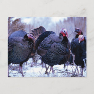 Postal Pavos salvajes