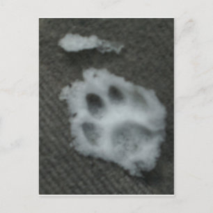 Postal Paw de gato congelado