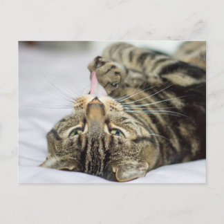 Postal Paw de golpes de gatos en tabby