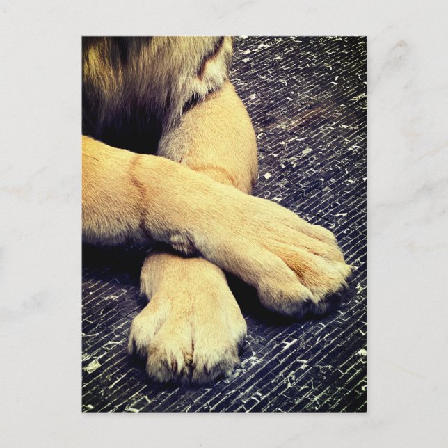 Postal Paws (Anverso)
