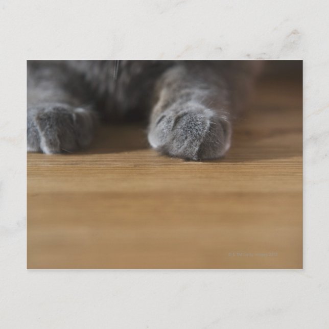 Postal Paws de gato (Anverso)