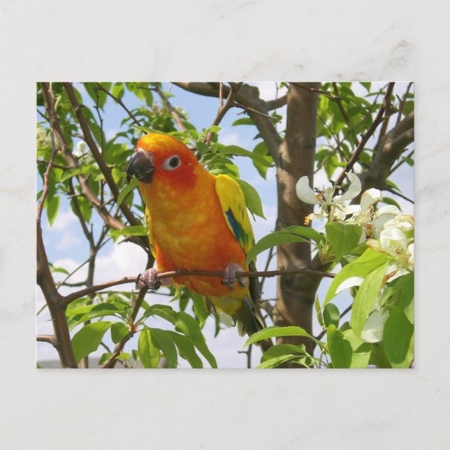 Postal Paws Here Postcard "Olivia" (Anverso)