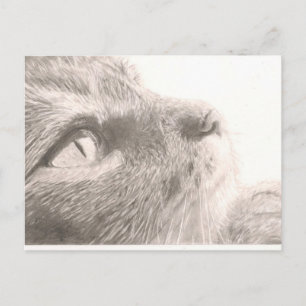 Postal Paws Para Pensar