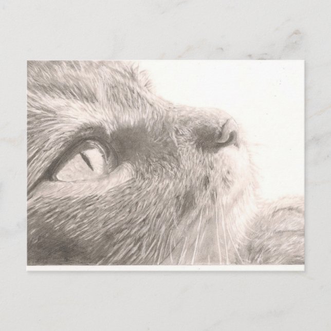 Postal Paws Para Pensar (Anverso)