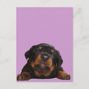 Postal Paws Para Pensar