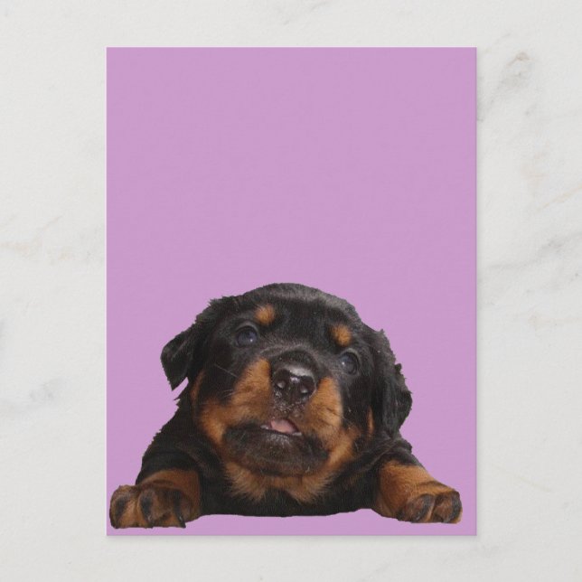 Postal Paws Para Pensar (Anverso)