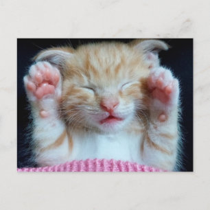 Postal Paws up Kitty