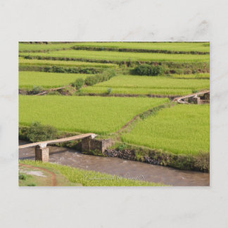 Postal Paysage de rizières à Madagascar