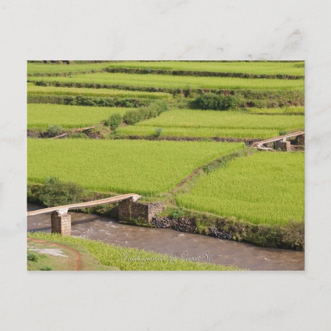 Postal Paysage de rizières à Madagascar (Anverso)