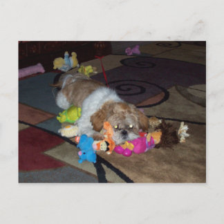 Postal PAZ A Los Cutos Shih Tzu