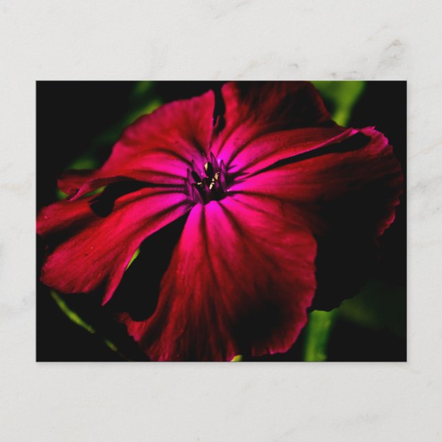 Postal Pca morada de flor salvaje (Anverso)