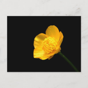 Postal Pccnm de flor de mariposa