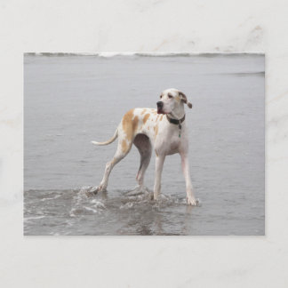 Postal PDXDanes Fynn Postcard 2011