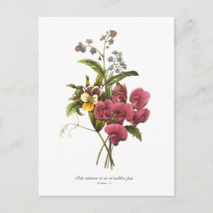 Postal Pea dulce y viola