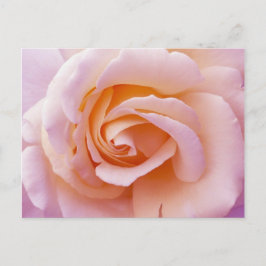 Postal Peach and Pink Rose del jardín inglés