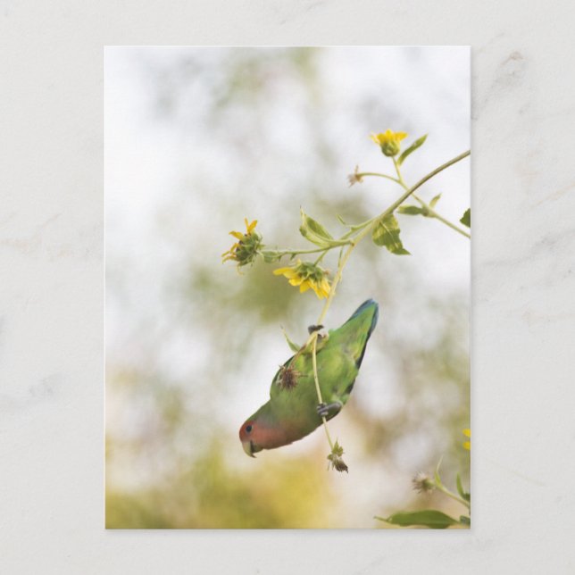 Postal Peach face love bird (Anverso)