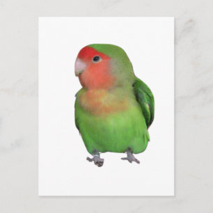 Postal Peach-face Lovebird