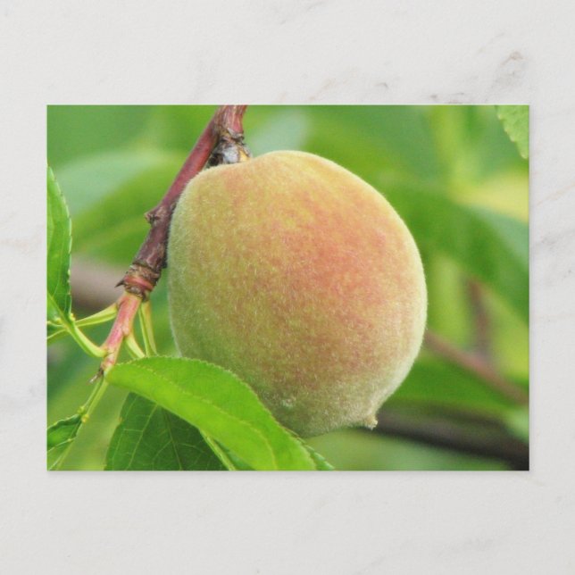 Postal Peach Fuzz (Anverso)
