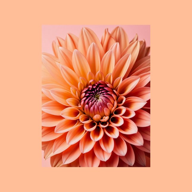 Postal Peach Fuzz, flor de Dahlia, Posttravesía (Subido por el creador)