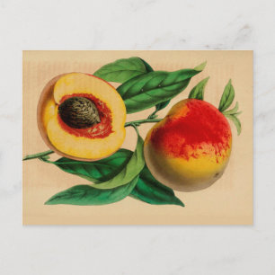 Postal "Peach" Peche Abricotte Vintage Sketch Post
