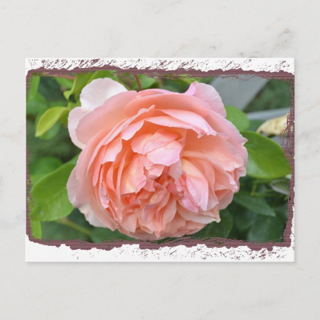 Postal Peach Peony Postcard (Anverso)