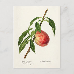 Postal Peach (Prunus Persica) Fruit Watercolor Pintado