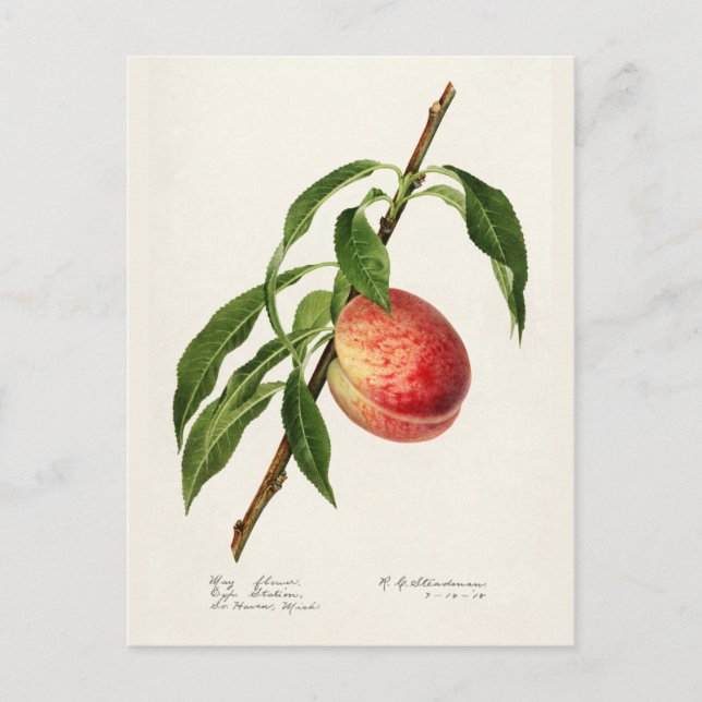 Postal Peach (Prunus Persica) Fruit Watercolor Pintado (Anverso)