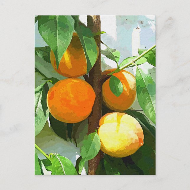 POSTAL PEACHES (Anverso)