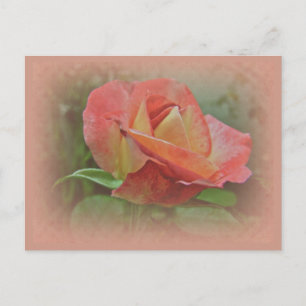 Postal Peachy Rosa Blossom