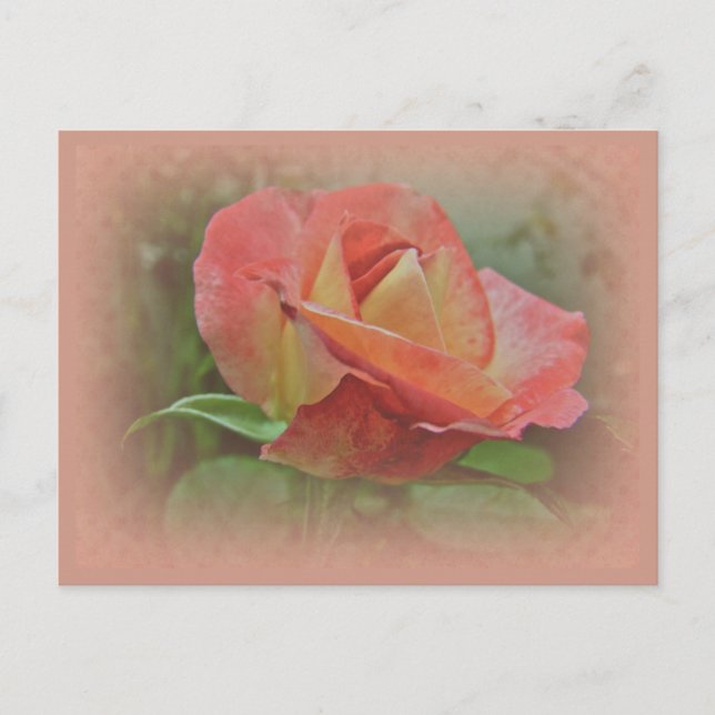 Postal Peachy Rosa Blossom (Anverso)