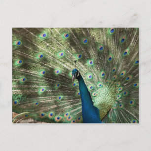 Postal Peacock