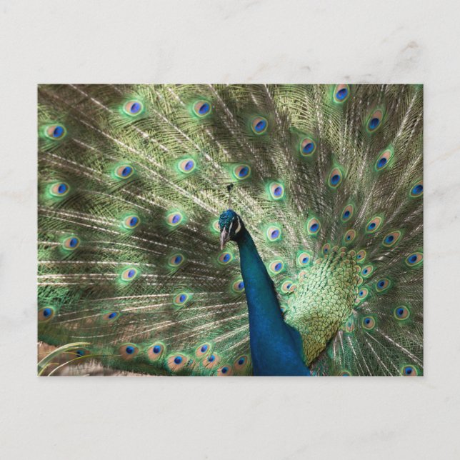 Postal Peacock (Anverso)