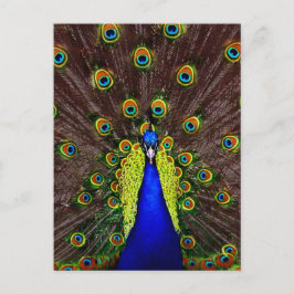 Postal Peacock