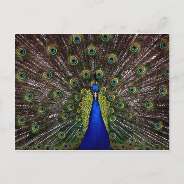 Postal Peacock (Anverso)