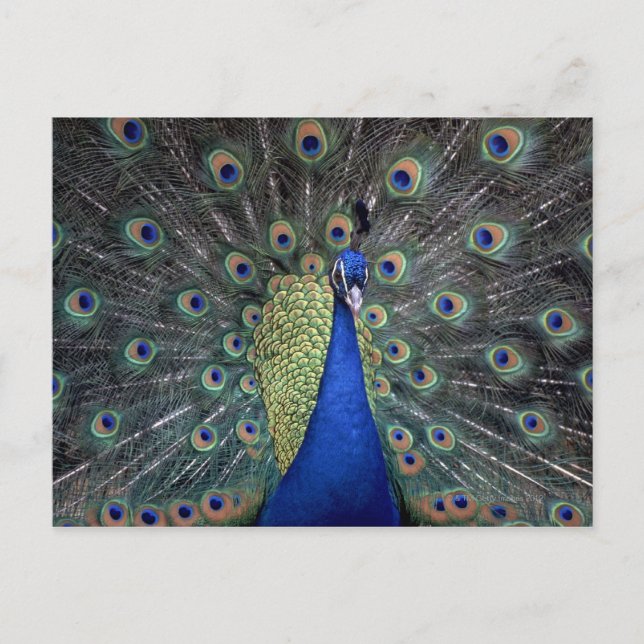 Postal Peacock (Anverso)