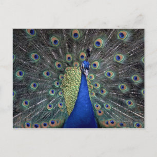 Postal Peacock