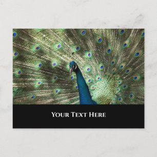 Postal Peacock
