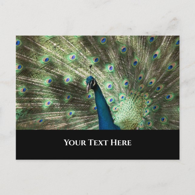 Postal Peacock (Anverso)