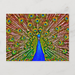 Postal Peacock