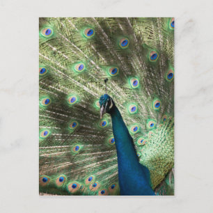 Postal Peacock