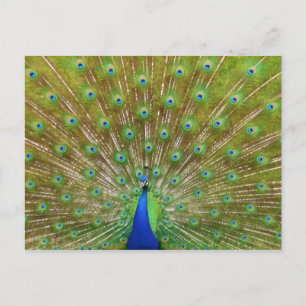 Postal Peacock
