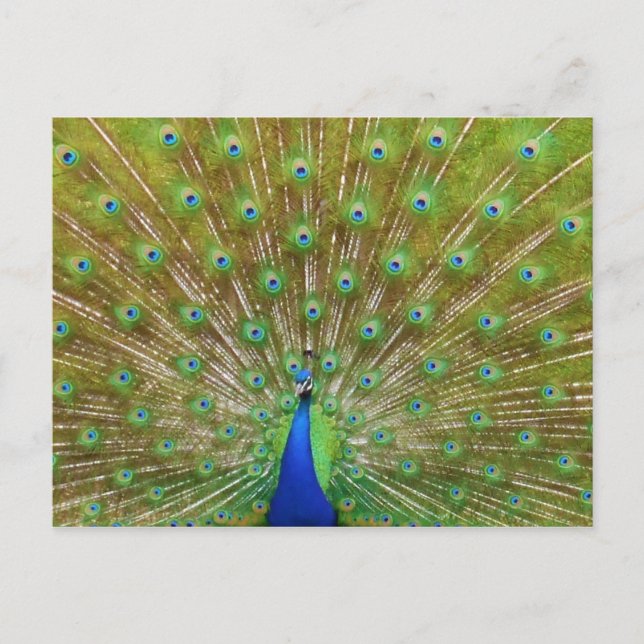 Postal Peacock (Anverso)