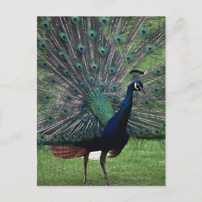 Postal Peacock (Anverso)