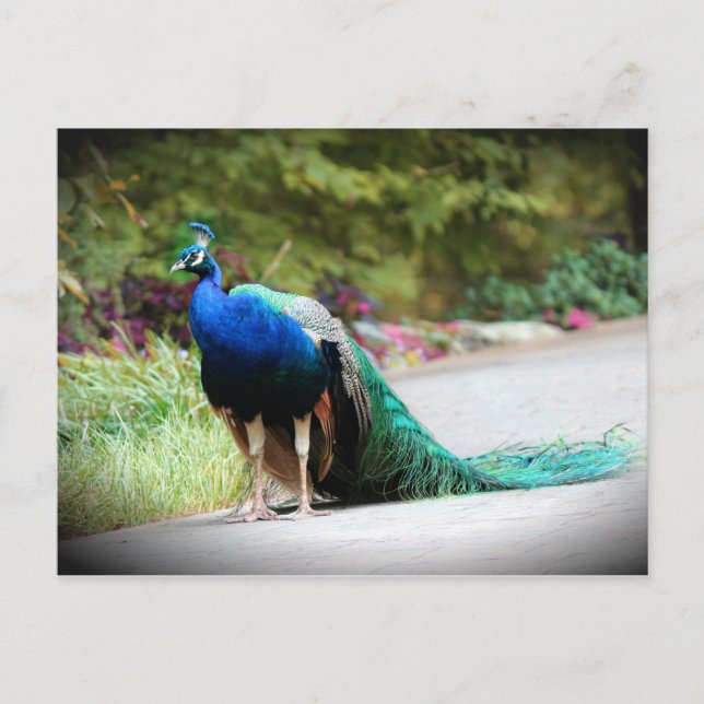 Postal Peacock (Anverso)