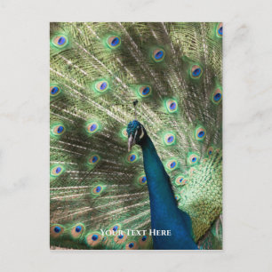 Postal Peacock