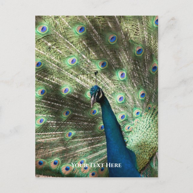Postal Peacock (Anverso)