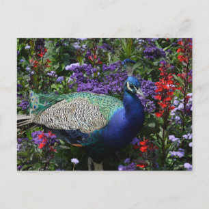 Postal Peacock