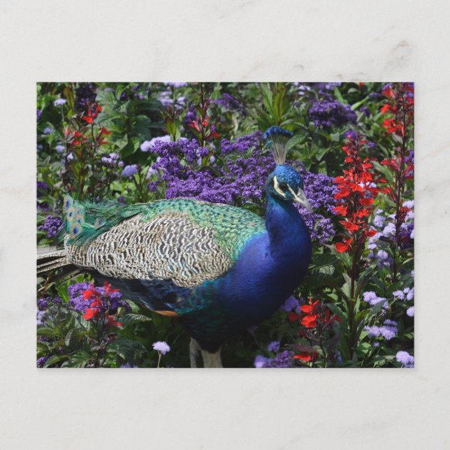 Postal Peacock (Anverso)