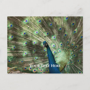 Postal Peacock
